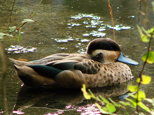 Hottentot teal